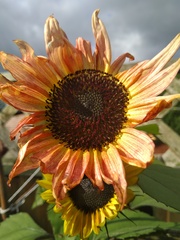 Planting flowers/herbs/food with kids - where to start?!