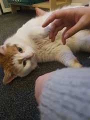 I’m finally going to get a cat!