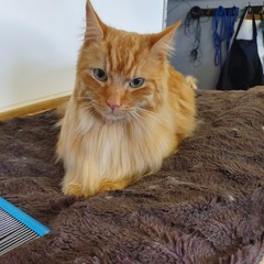 Matted long hair cat