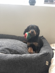 Puppy Survival Thread - January - February