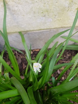 Plant ID please