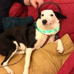 Tell me about your dog's quirks