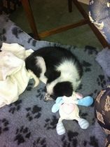 Let's see your collie puppies!