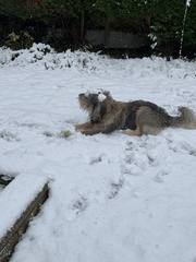Your dogs in the snow