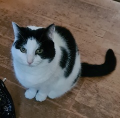 Show me your rescue cat, pleeease!