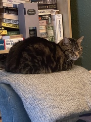 Gratuitous cat pictures please