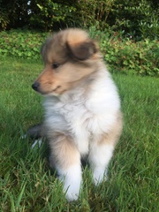 Rough Collie Puppy name