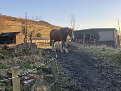 How long do you leave horses in for?