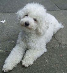 Advice about buying a puppy