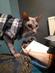 To have just bought a cat jumper. For my cat.