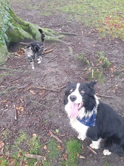 Atypical collie