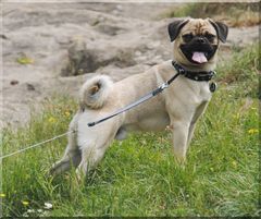 Considering getting a pug puppy - any advice?