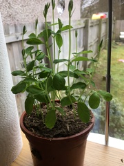Sweetpeas what do I do now?