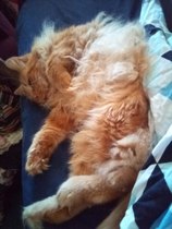 Show me your rescue cat, pleeease!