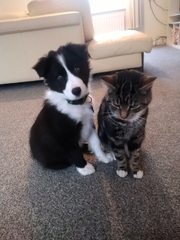 Atypical collie