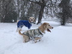 Your dogs in the snow