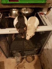 Let’s have a pet picture thread