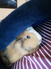 Let’s have a pet picture thread