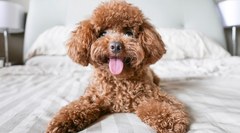 Advice about buying a puppy