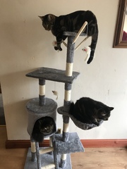 Cat chat thread we've lost count