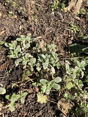 Plant ID help