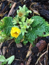 Spring is coming. Anyone else want to look at cheery photos?