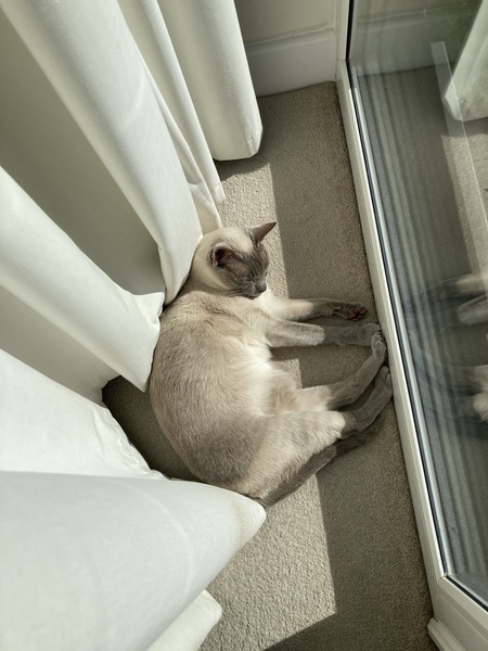 Westministenders: Unilateral Ignoring of WHO rules