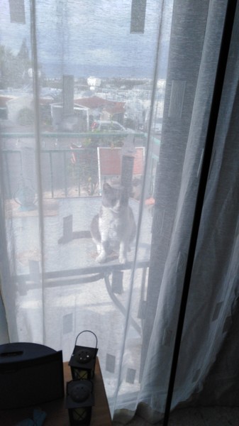 How have you devastated your cat today?