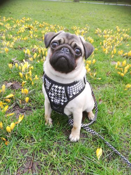 Puppy Survival Thread - March - April