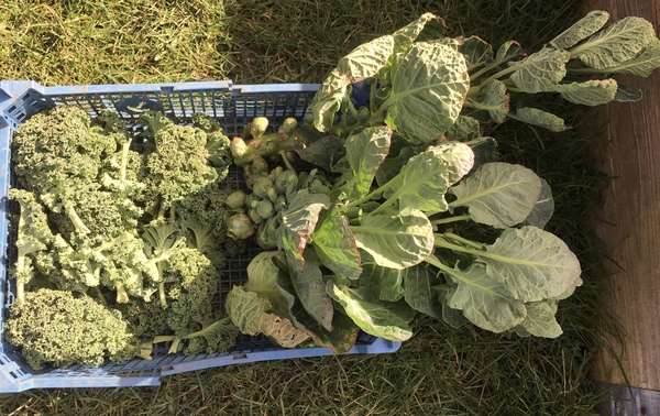Allotment/Veg Patch Thread 16  Weather weirdness prevails !