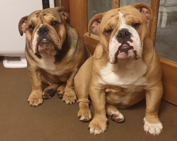 Puppy Survival Thread - March - April