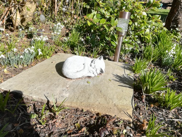 How did you mourn your cat?
