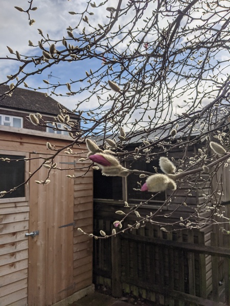 *PICS* Complete novice with a blank slate garden