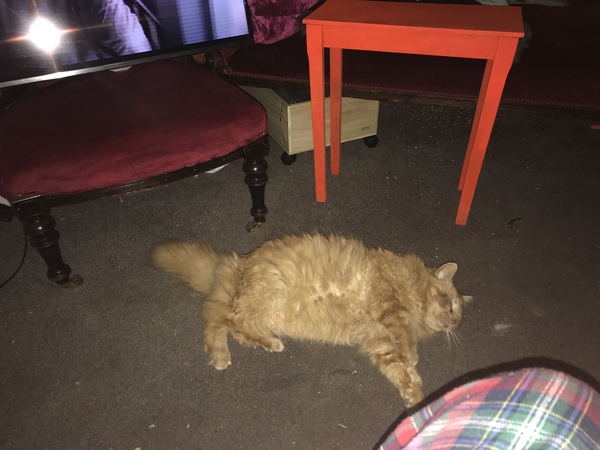 Cat chat thread the umpteenth - the Café is open all welcome