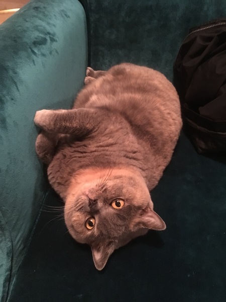 Tell me about your cat