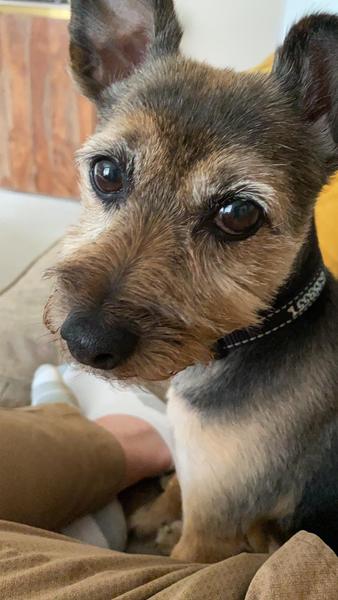 How much do you love your dog, I'm not sure my feelings are normal!!