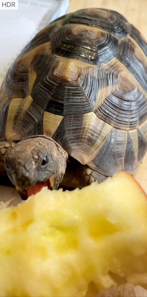 ADs teach twisted lyrics to their pet tortoise