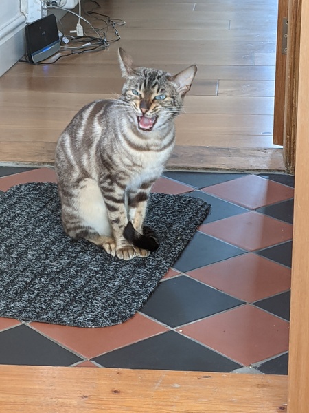 Cat chat thread the umpteenth - the Café is open all welcome