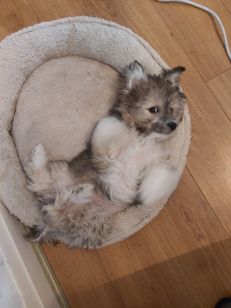 Are shih tzus as unhealthy as frenchies