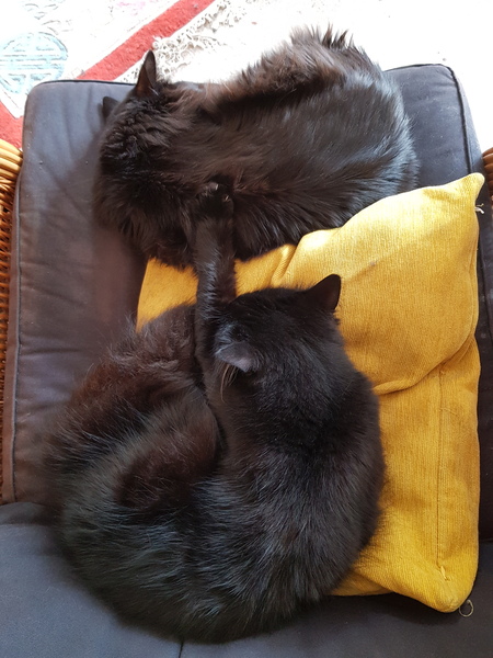 Cat chat thread the umpteenth - the Café is open all welcome