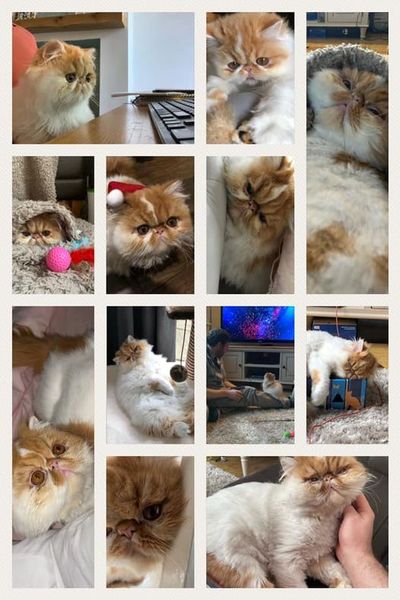 Happy Gotcha Day Leo :)