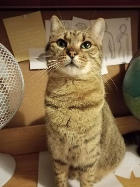 Low Carb Week 7 - Our final weeks