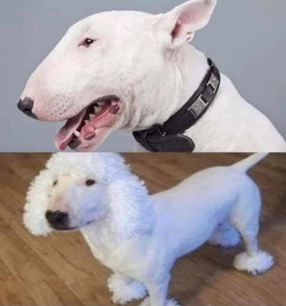 Aibu that dogs are now a class identifier??