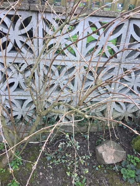 What are my trees