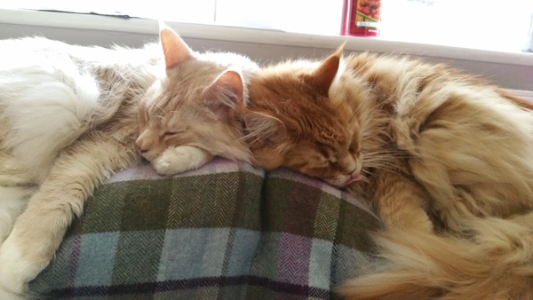 Maine Coon or Tonkinese?