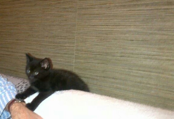 My cat just died