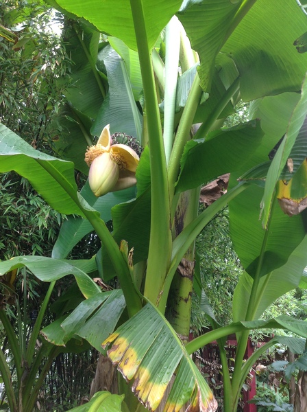 musa basjoo banana plant