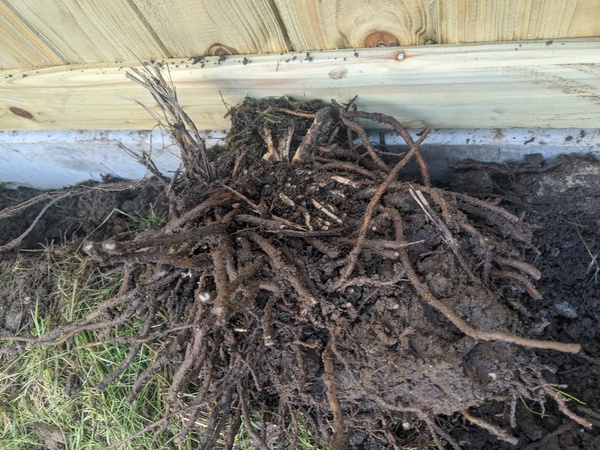 Identify weed growing in grass