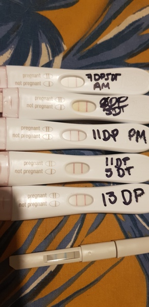 IVF - Feb/March - continued