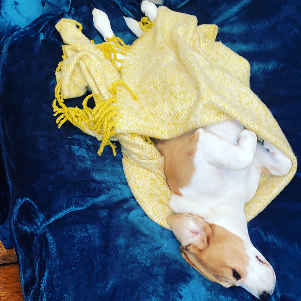 Beagles?